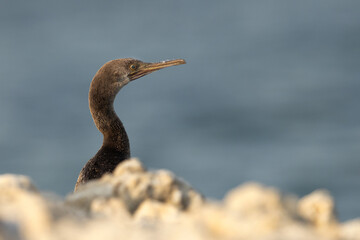 Socotra cormorants with foreground blur of limestone at Busaiteen coast, Bahrain