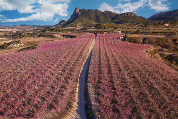 High angle view of a long valley of peach trees blossom with mountain range in the background and clear sky. Aerial view of footpath between fields of peach trees and other crops during blossom, Spain