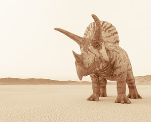Fototapeta premium triceratops in the desert on the afternoon with copy space