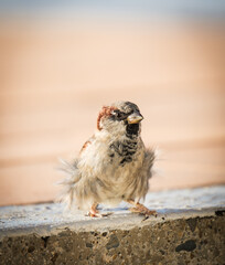 Sparrow at the beach