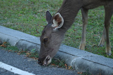 Closeup deer eating grass on the roadside.