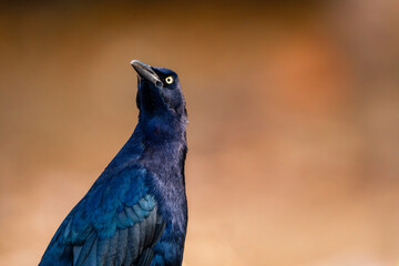 Great-tailed Grackle black bird in Costa Rica