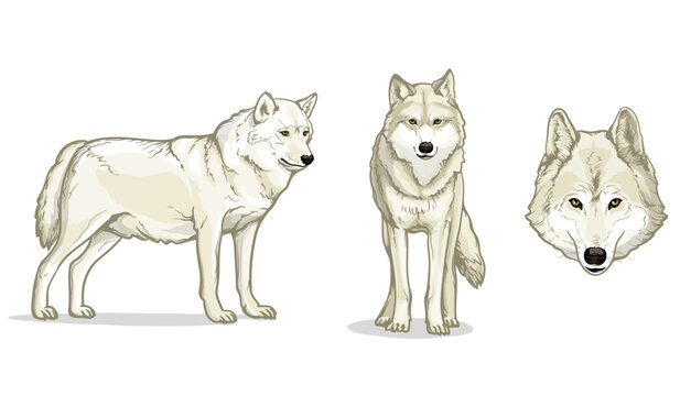 White Wolfs. Wild animal on a white background. Wolf vector illustration.