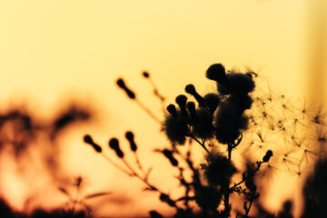 Dandelion plant seen from close up with a sunset in the background with a very orange sky. Large...