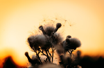 Dandelion plant seen from close up with a sunset in the background with a very orange sky. Large...