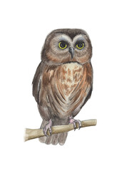 Watercolor cute brown owl. Realistic bird in wood isolated on white. 