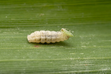 syrphid larva prey on aphids on the leaves of wild plants