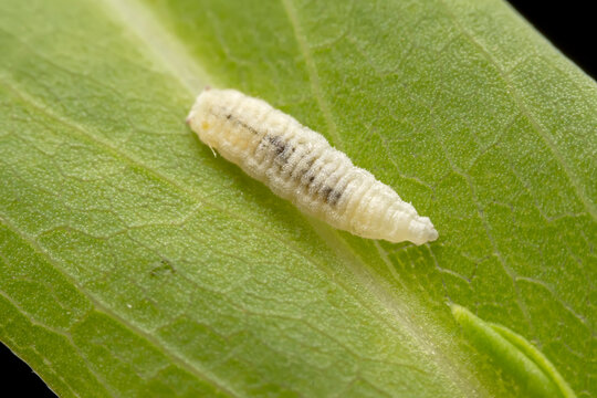 syrphid larva Inhabiting on the leaves of wild plants