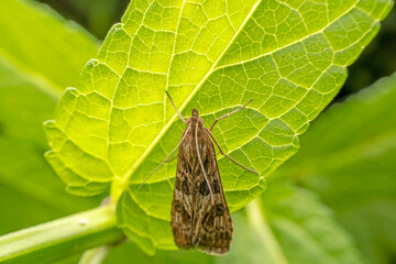 moths inhabiting on the leaves of wild plants