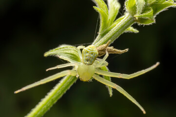 Crab spiders inhabit the leaves of wild plants and wait for prey