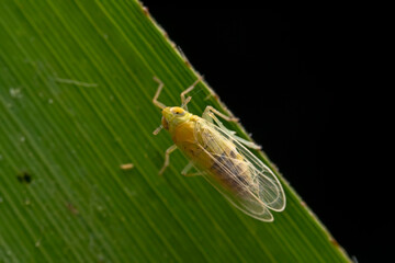 Planthopper inhabiting on the leaves of wild plants
