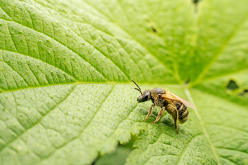 Bee insects inhabit wild plants