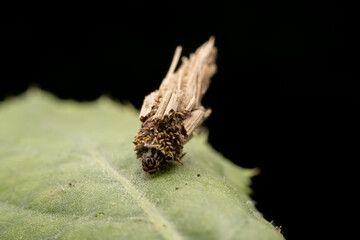 psychid inhabits the leaves of wild plants