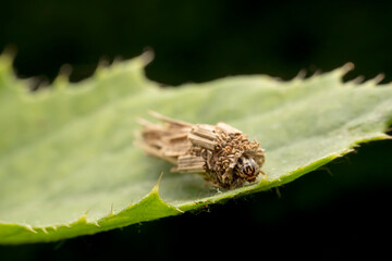 psychid inhabits the leaves of wild plants