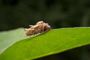psychid inhabits the leaves of wild plants