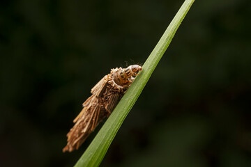 psychid inhabits the leaves of wild plants