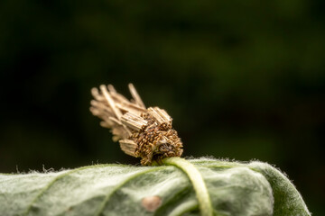 psychid inhabits the leaves of wild plants