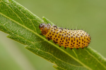 Leaf beetle larvae inhabiting on the leaves of wild plants