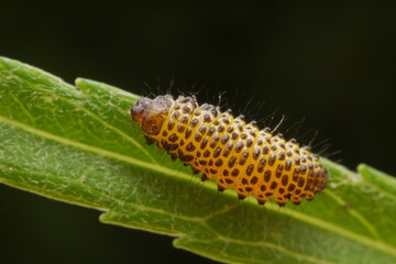 Leaf beetle larvae inhabiting on the leaves of wild plants