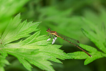 damselfly inhabiting on the leaves of wild plants