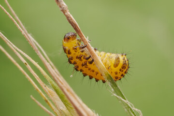 Leaf beetle larvae inhabiting on the leaves of wild plants