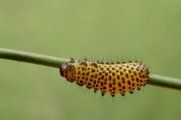 Leaf beetle larvae inhabiting on the leaves of wild plants