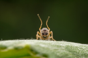 Chironomid mosquito inhabit the leaves of wild plants
