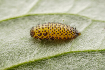 Leaf beetle larvae inhabiting on the leaves of wild plants
