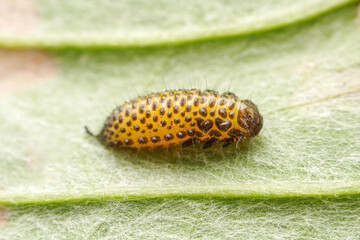 Leaf beetle larvae inhabiting on the leaves of wild plants