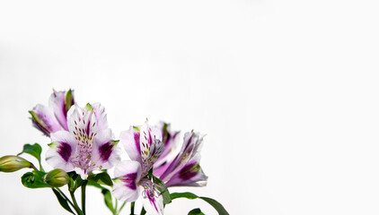 Bouquet of purple, alstroemeria on a white background. A delicate festive composition. Selective focus, copy space for your text. Background for a greeting card.