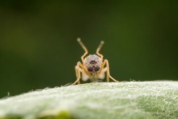 Chironomid mosquito inhabit the leaves of wild plants