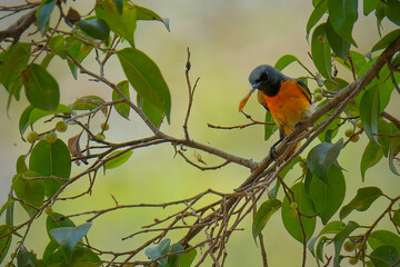 Male minivet perching the tree