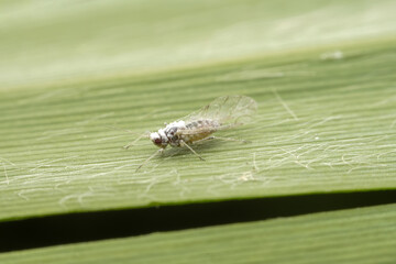 Aphids inhabit the leaves of wild plants