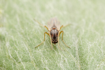 Chironomid mosquito inhabit the leaves of wild plants