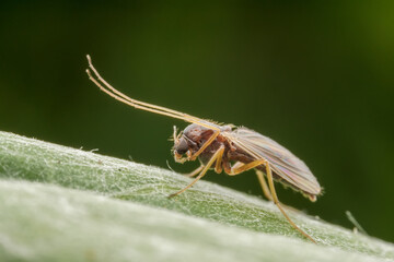 Chironomid mosquito inhabit the leaves of wild plants