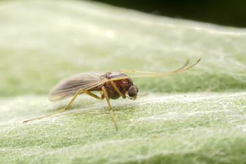 Chironomid mosquito inhabit the leaves of wild plants