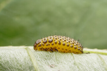 Leaf beetle larvae inhabiting on the leaves of wild plants