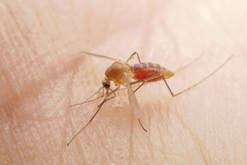 Mosquitoes suck blood on human skin