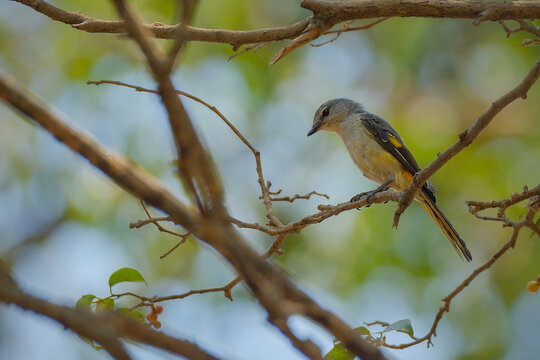 Female minivet perching the tree