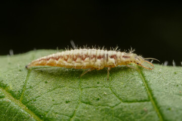 lacewing larvae inhabiting on the leaves of wild plants