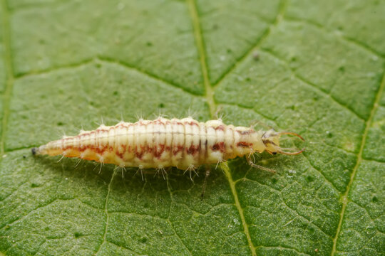 lacewing larvae inhabiting on the leaves of wild plants