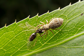 Jumping spiders prey on breed ants
