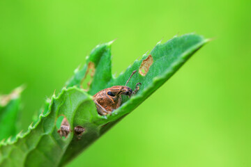 weevil inhabiting on the leaves of wild plants