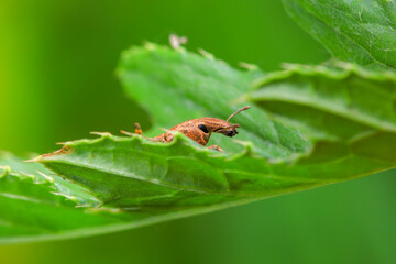 weevil inhabiting on the leaves of wild plants