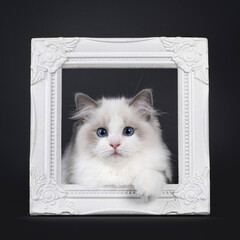 Cute little blue bicolour Ragdoll cat kitten, laying through white photo frame. Looking towards camera with deep blue eyes. Isolated on a black background.