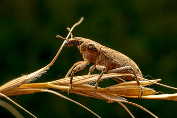 weevil inhabiting on the leaves of wild plants