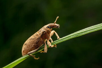 weevil inhabiting on the leaves of wild plants
