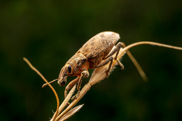 weevil inhabiting on the leaves of wild plants