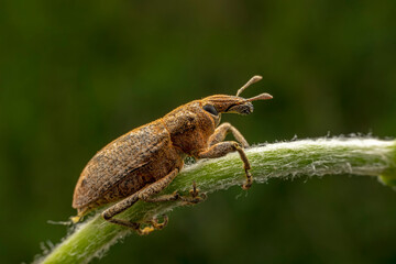 weevil inhabiting on the leaves of wild plants