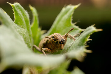 weevil inhabiting on the leaves of wild plants
